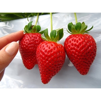 【先行受付】KINGあまおう大粒DX　福岡県岡垣町産　1,080g(270g×4パック)【配送不可地域：離島】