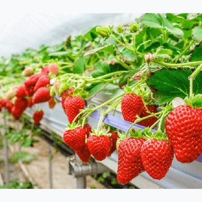 【先行受付】KINGあまおう 福岡県岡垣町産 1,320g(220g×6パック)【配送不可地域：離島】