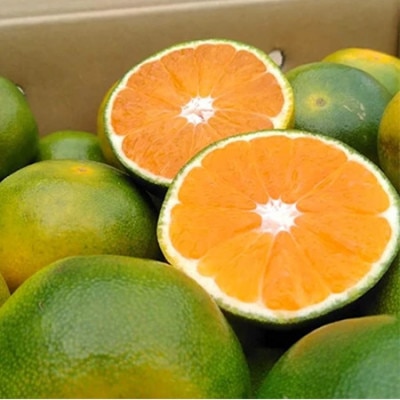 福岡産ブランドみかん・早味かん4kg(岡垣町)【配送不可地域：離島】