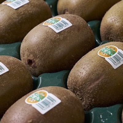 福岡産ブランドキウイ・甘うぃ12-15玉箱(約1.5kg)(岡垣町)【配送不可地域：離島】