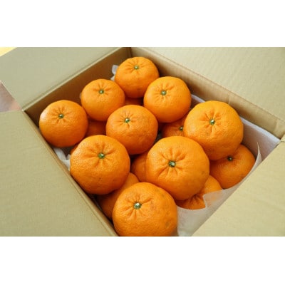 至極の蜜柑「西南のひかり」　14～16個