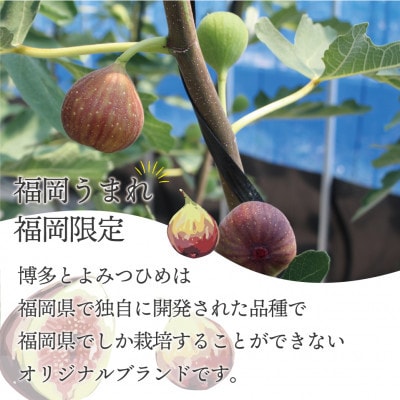 福岡県ブランドいちじく「博多とよみつひめ」4パック(約300g×4パック)(岡垣町)【配送不可地域：離島・北海道・沖縄県・東北】