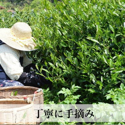 【2025年産】星野村の八女茶 かぶせ茶 80g×2本(岡垣町)