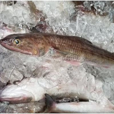 はつ天(ピリ辛ミックス)6個セット 冷凍真空パック(岡垣町)【配送不可地域：離島】