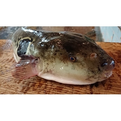 はつしろのふく(ふぐ刺しのみ)2～3人前　オリジナルポン酢付き【配送不可地域：離島・北海道・沖縄県】