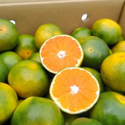 福岡産ブランドみかん・早味かん4kg(岡垣町)【配送不可地域：離島】