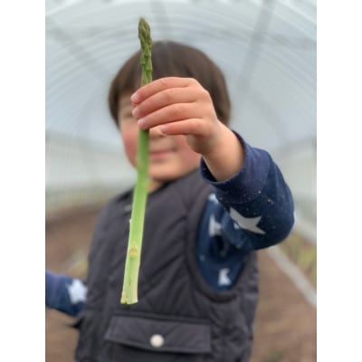 採れたて直送自社農園のアスパラガス1.5kg(Mサイズ)【配送不可地域：離島】