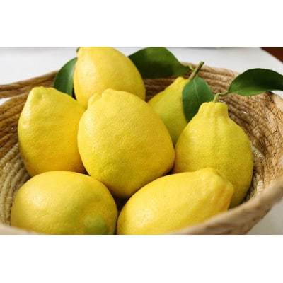 璃の香(りのか)れもん　7～10個