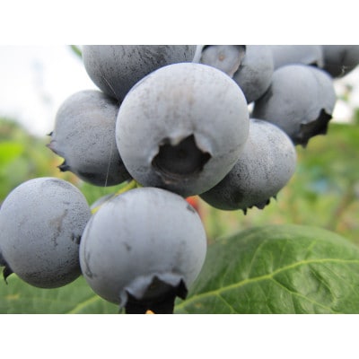 ブルーベリージャム(400g×2瓶)とブルーベリー果汁(720ml×1本)