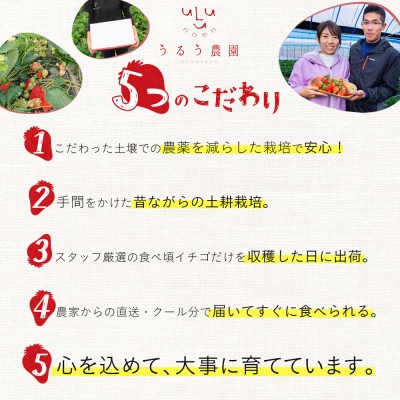 【先行受付】あまおうスタンダード2パック　570g(岡垣町)【配送不可地域：離島】