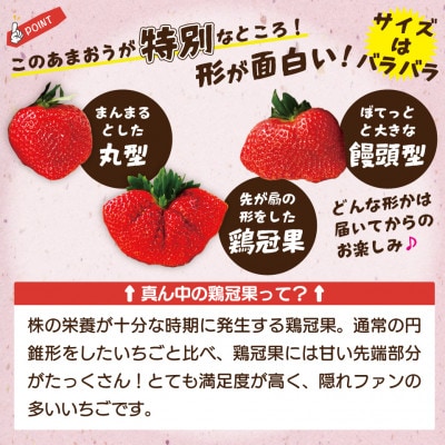 【発送月固定定期便】博多あまおう(250g-270g)×2P (岡垣町)全3回【配送不可地域：離島・北海道・沖縄県】