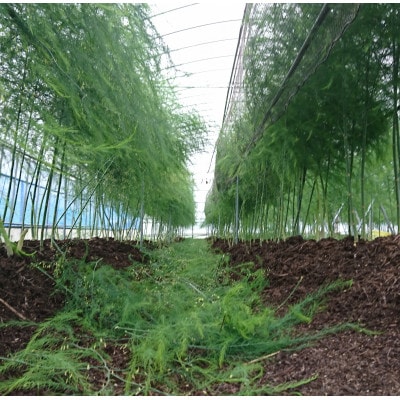 採れたて直送自社農園のアスパラガス1.2kg(Lサイズ)【配送不可地域：離島】