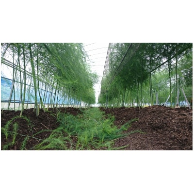 採れたて直送自社農園のアスパラガス1.5kg(Mサイズ)【配送不可地域：離島】