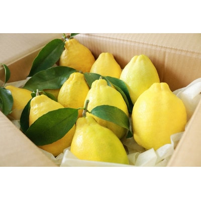 璃の香(りのか)れもん　7～10個