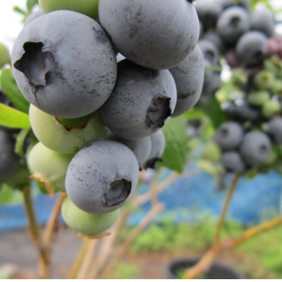 ブルーベリージャム(400g×2瓶)とブルーベリー果汁(720ml×1本)