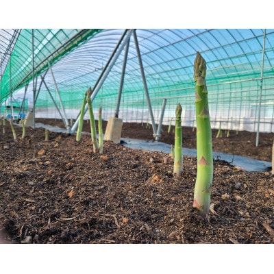 採れたて直送自社農園のアスパラガス1.5kg(Mサイズ)【配送不可地域：離島】