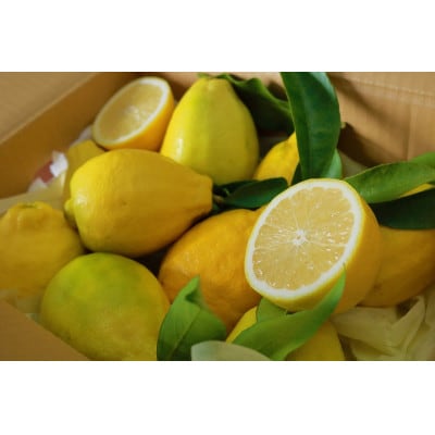 璃の香(りのか)れもん　7～10個