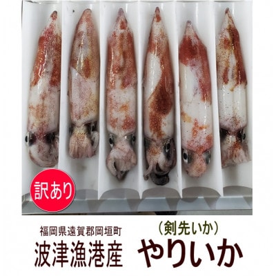 岡垣町波津漁港　お刺身用ヤリイカ(剣先イカ)4～6杯で合計700g【訳あり】(岡垣町)【配送不可地域：離島】