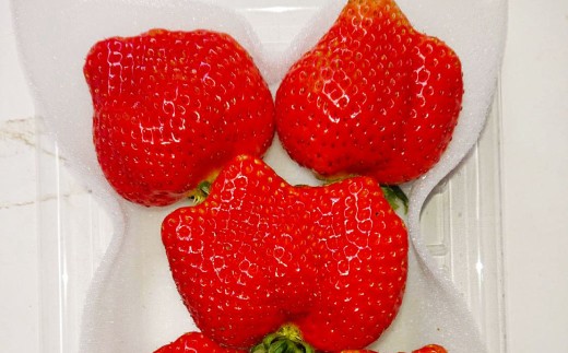 大粒あまおう 約250～270g × 2パック （合計 ： 約500～540g） 【2026年2月上旬～4月上旬発送予定】 あまおう いちご イチゴ 苺 果物 くだもの フルーツ 福岡県産 国産 福岡県 遠賀町 冷蔵