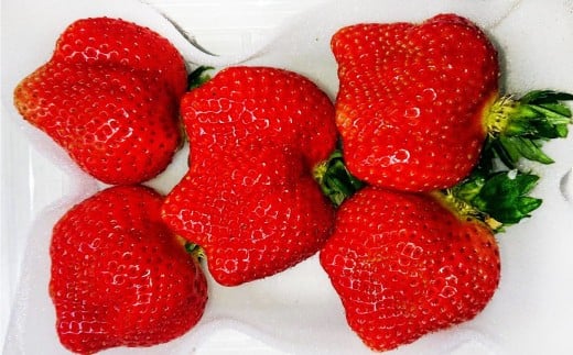 【3ヶ月定期便】あまおう 約250～270g × 2パック × 3回 （合計 ： 約1500g～1620g） 【2026年2月上旬～4月上旬発送予定】 あまおう いちご イチゴ 苺 果物 くだもの フルーツ 福岡県産 国産 福岡県 遠賀町 冷蔵