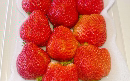 あまおうボリュームセット 6パック 計約1500～1620g あまおう いちご イチゴ 苺 果物 くだもの フルーツ【2026年2月上旬～4月上旬発送予定】