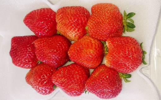 【3ヶ月定期便】あまおう 約250～270g × 2パック × 3回 （合計 ： 約1500g～1620g） 【2026年2月上旬～4月上旬発送予定】 あまおう いちご イチゴ 苺 果物 くだもの フルーツ 福岡県産 国産 福岡県 遠賀町 冷蔵