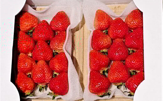 あまおうDX 約280g×2パック あまおう いちご イチゴ 苺 果物 くだもの フルーツ 【2026年2月上旬～4月上旬発送予定】