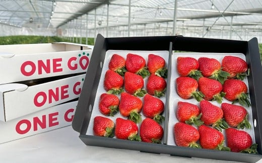 ギフト配送 福岡県産あまおう EX 約450g×2パック 〈特別栽培〉