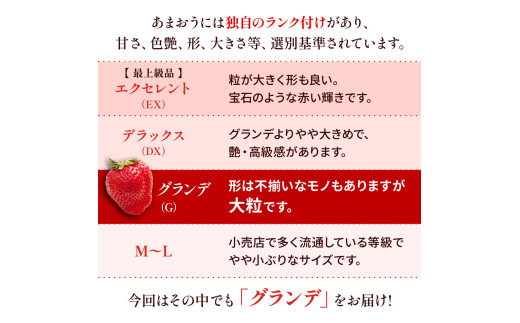 福岡県産 あまおう 1000g（250g × 4パック） 苺 イチゴ いちご 大粒 果物 フルーツ 福岡 福岡県 【2026年1月上旬～3月下旬発送予定】