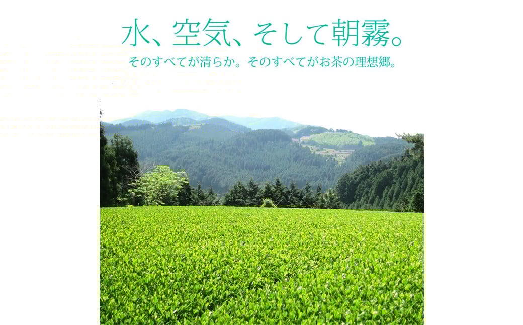 【6ヶ月定期便】【八女茶】奥八女星野村 深蒸し高級煎茶 (深蒸し茶) 100g×1袋