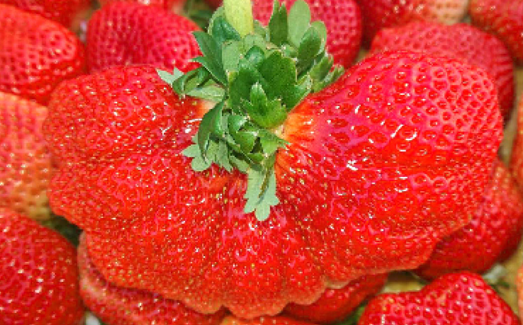 春のあまおう（2L・2A・G規格以上 6パック）【数量限定】