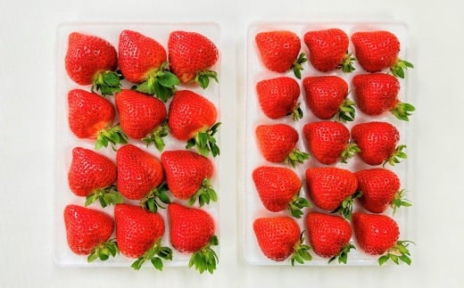 ギフト配送 福岡県産あまおう EX 約450g×2パック 〈特別栽培〉