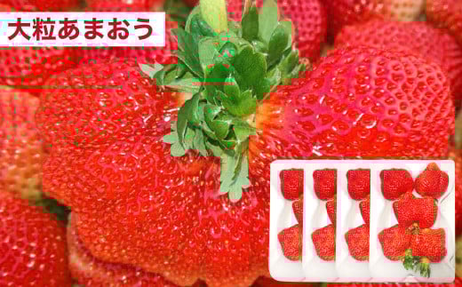 【予約受付・4回定期便】あまおう大好き定期便 ジェラート いちご レアチーズケーキ いちご イチゴ 苺 果物 くだもの フルーツ スイーツ デザート 定期便 【2026年2月上旬～7月下旬発送予定】