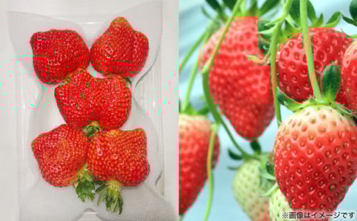 春のあまおう 2L・2A・G規格以上 約250～270g×4パック あまおう いちご イチゴ 苺 果物 くだもの フルーツ【2026年3月上旬～4月下旬発送予定】