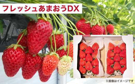 【予約受付・3回定期便】あまおう贅沢セット