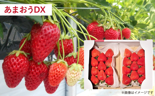 【予約受付・3回定期便】あまおう贅沢セット あまおう ジェラート 冷凍あまおう いちご イチゴ 苺 果物 くだもの フルーツ アイス 定期便 【2026年3月上旬～7月下旬発送予定】