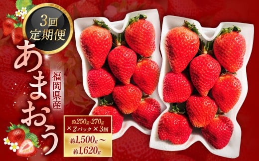 【3ヶ月定期便】あまおう 約250～270g × 2パック × 3回 （合計 ： 約1500g～1620g） 【2026年2月上旬～4月上旬発送予定】 あまおう いちご イチゴ 苺 果物 くだもの フルーツ 福岡県産 国産 福岡県 遠賀町 冷蔵