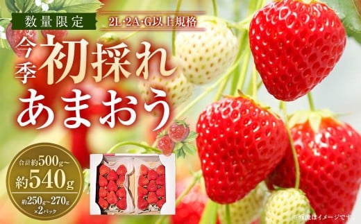 今季初採れあまおう 2パック 【数量限定】 【2025年12月上旬～2026年1月下旬発送予定】 あまおう いちご イチゴ 苺 フルーツ 果物 初採れ 国産 福岡県産 福岡県 遠賀町 冷蔵