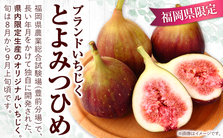 【☆2026年出荷☆】いちじく とよみつひめ 約1.2kg(約300g×4パック)【配送不可地域あり】【日付指定不可】《8月中旬-9月末頃出荷(土日祝除く)》---isc_cbftymt_bc8_26_11000_1200g---　|　いちじくいちじくとよみつひめいちじくいちじくとよみつひめいちじくいちじくとよみつひめいちじくいちじくとよみつひめいちじくいちじくとよみつひめいちじくいちじくとよみつひめいちじくいちじくとよみつひめいちじくいちじくとよみつひめ