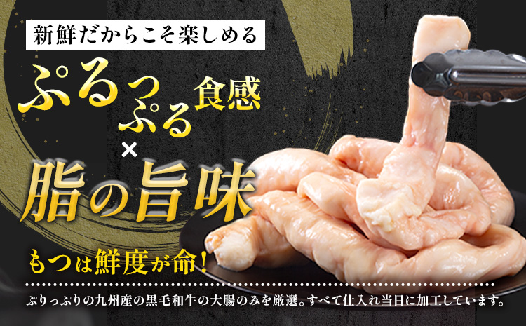 1本もつ鍋 (醤油味) 太腸編 1kg 入り《30日以内に出荷予定(土日祝除く)》もつ もつ鍋 醤油味 鍋 セット 詰め合わせ 牛 牛もつ 送料無料---sc_fsmmtf_30d_r7_18500_1kg---