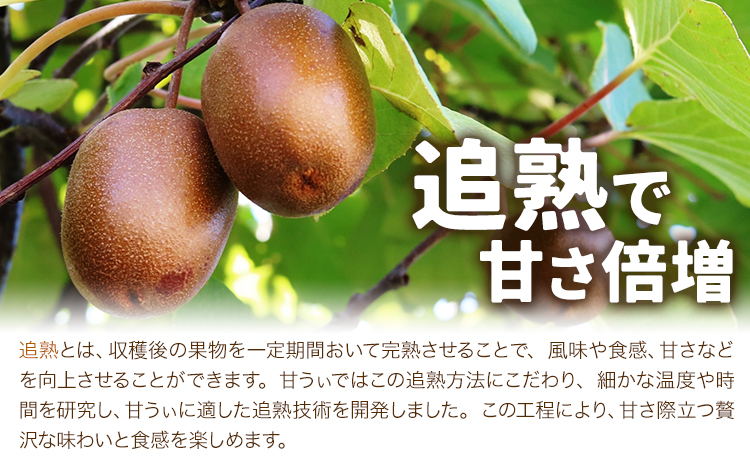 キウイ 甘うぃ 約3kg 南国フルーツ株式会社【26年度出荷】《10月下旬-11月末頃出荷》福岡県 小竹町 あまおう 福岡県産 キウイ フルーツ キウイフルーツ 果物---sc_nngka_cf10_26_16500_33i---
