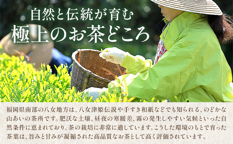 八女茶 深蒸し 茶煎茶 100g 株式会社ＪＳＥ《30日以内に出荷予定(土日祝除く)》 福岡県 小竹町 お茶 煎茶 深蒸し茶 お茶 茶葉 お茶の葉 お茶葉 煎茶 国産 日本茶 飲物 飲み物 飲みもの のみもの---isc_jseakrmn_30d_25_4500_100g---