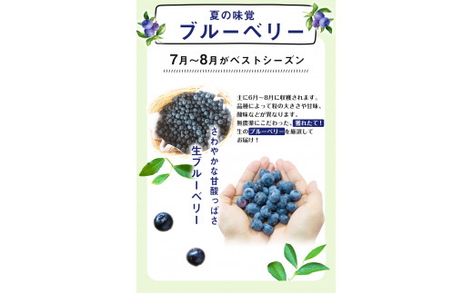 フレッシュブルーベリー  1kg　数量限定 予約受付　【着日指定不可 】《7月上旬-8月中旬頃出荷(土日祝除く)》フルーツ 未冷凍---sc_cyamablue_ae7_r7_16500_1kg---