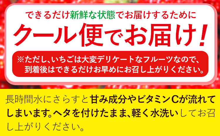 いちご あまおう 先行予約 いちご 大量 540g 選べる発送時期 定期便 フルーツ《2026年2月発送》苺 旬 くだもの 果物 福岡県 小竹町---isc_camoys_ac2_25_8000_540g---
