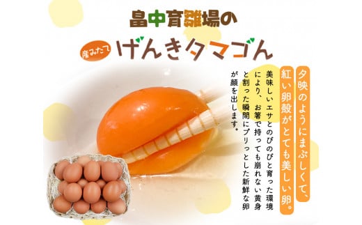 【6ヶ月定期便】畠中育雛場のげんきタマゴん 30個《お申込み月の翌月から出荷開始》卵 有限会社畠中育雛場---isc_chniseggtei_r7_47000_mo6num1---