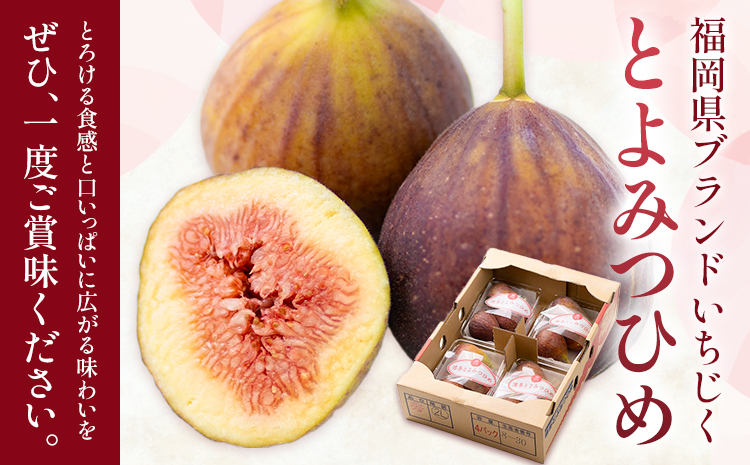 いちじく 無花果 とよみつひめ 約1.2kg 約300g × 4パック 南国フルーツ株式会社【26年度出荷】《8月上旬から10月中旬頃出荷》福岡県 小竹町 福岡県産 いちじく フルーツ 果物---sc_cnngkt_ae810_26_13500_4p---