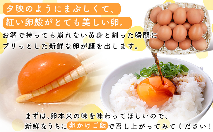 特選卵とカステラの詰め合わせA 《30日以内に出荷予定(土日祝除く)》卵 カステラ かすてら 詰め合わせ 有限会社畠中育雛場---isc_chnistumea_30d_r7_12500_4p---
