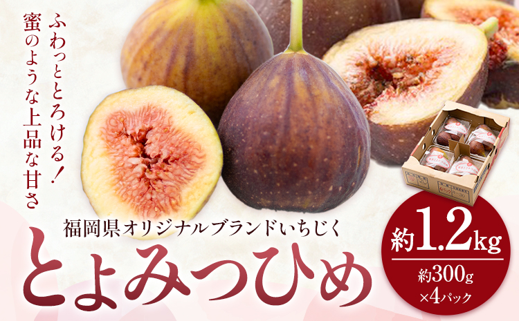 いちじく 無花果 とよみつひめ 約1.2kg 約300g × 4パック 南国フルーツ株式会社【26年度出荷】《8月上旬から10月中旬頃出荷》福岡県 小竹町 福岡県産 いちじく フルーツ 果物---sc_cnngkt_ae810_26_13500_4p---