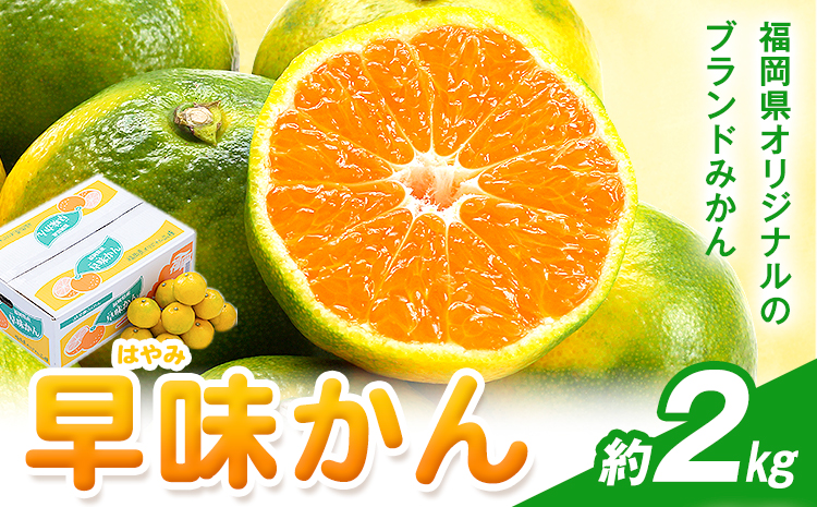 みかん 早味かん 約2kg 南国フルーツ株式会社【26年度出荷】《9月中旬-9月下旬頃出荷》福岡県 小竹町 福岡県産 みかん 早味かん フルーツ 果物---sc_nngkw_b9_26_12000_2kg---