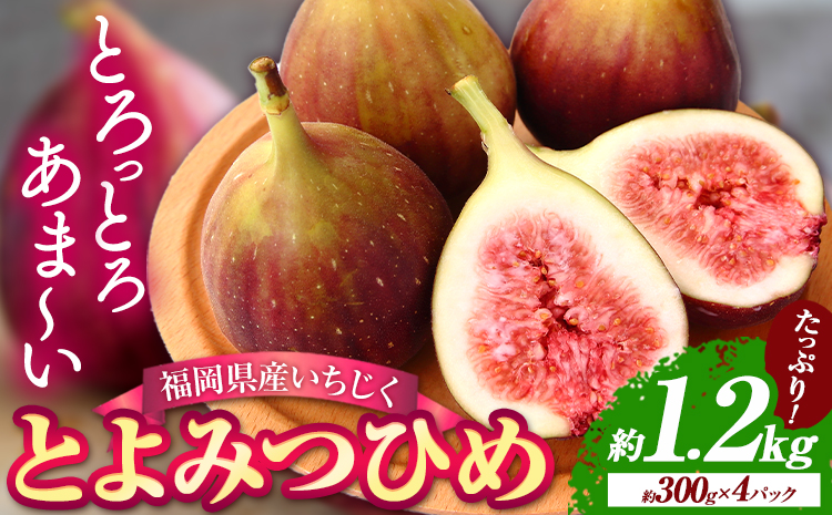 【☆2026年出荷☆】いちじく とよみつひめ 約1.2kg(約300g×4パック)【配送不可地域あり】【日付指定不可】《8月中旬-9月末頃出荷(土日祝除く)》---isc_cbftymt_bc8_26_11000_1200g---　|　いちじくいちじくとよみつひめいちじくいちじくとよみつひめいちじくいちじくとよみつひめいちじくいちじくとよみつひめいちじくいちじくとよみつひめいちじくいちじくとよみつひめいちじくいちじくとよみつひめいちじくいちじくとよみつひめ
